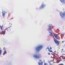 B-Lavender 